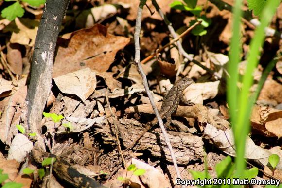 Eastern Fence Lizard (Sceloporus undulatus)