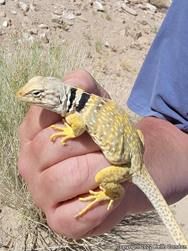 Great Basin Collared Lizard (Crotaphytus bicinctores)