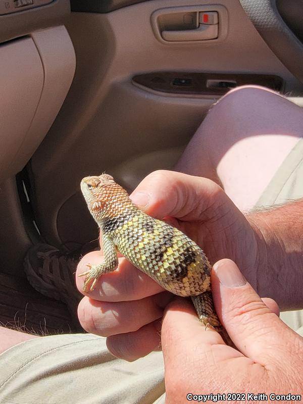 Yellow-backed Spiny Lizard (Sceloporus uniformis)