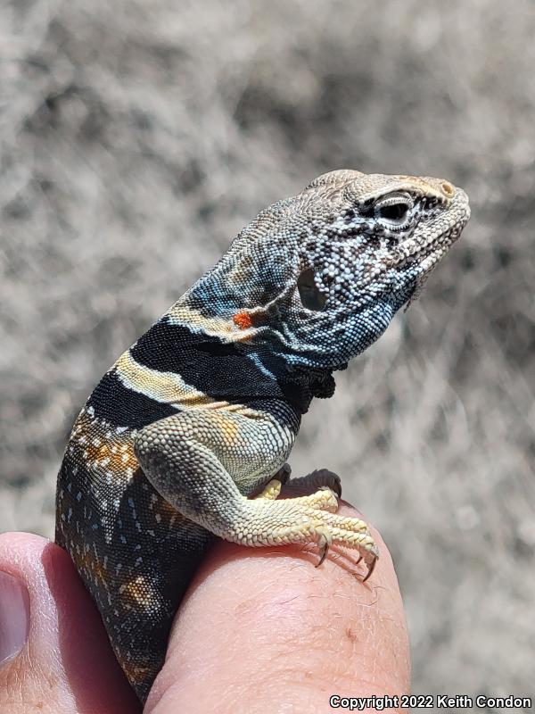 Great Basin Collared Lizard (Crotaphytus bicinctores)