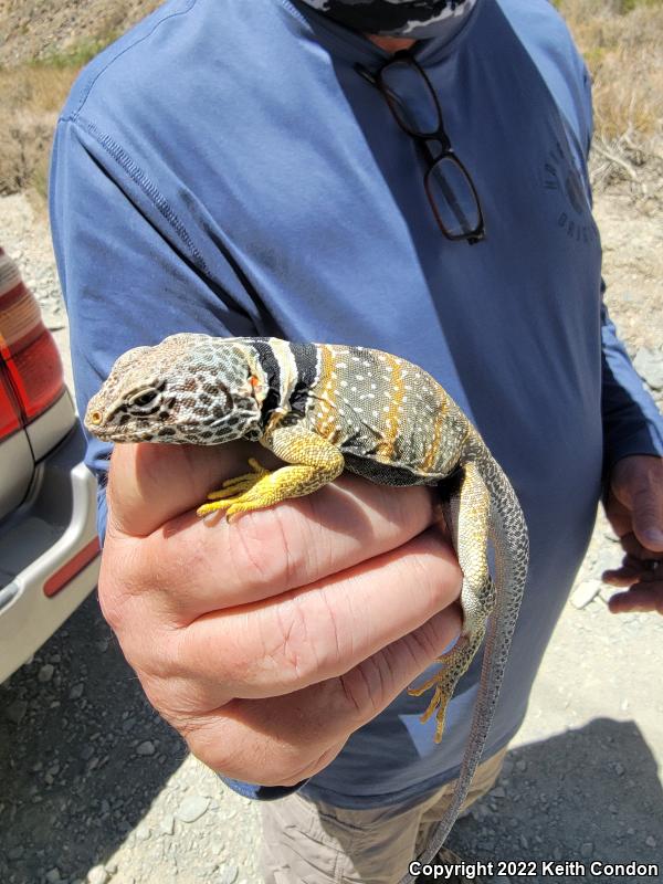 Great Basin Collared Lizard (Crotaphytus bicinctores)