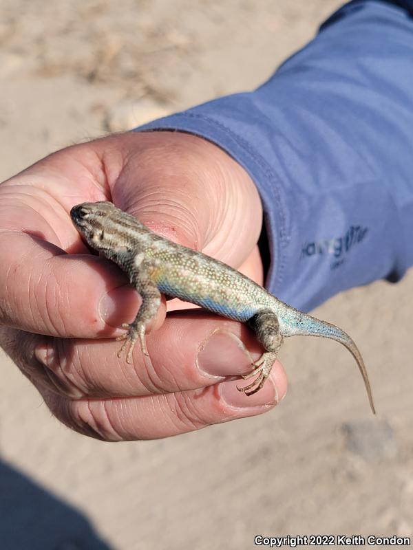 Northern Sagebrush Lizard (Sceloporus graciosus graciosus)