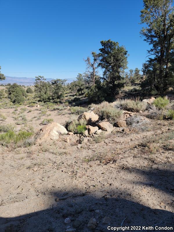 Common Sagebrush Lizard (Sceloporus graciosus)