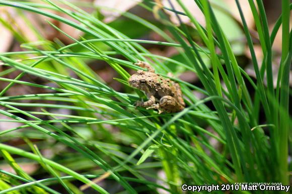 Northern Cricket Frog (Acris crepitans)