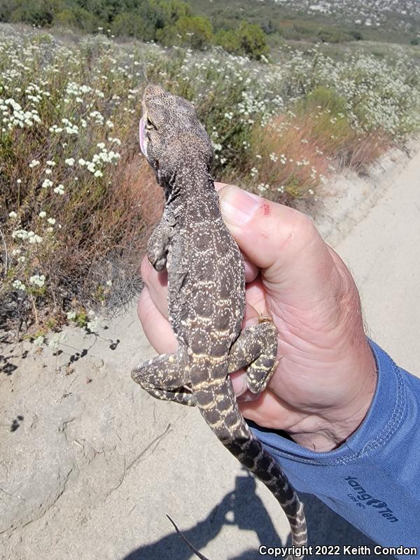 Cope's Leopard Lizard (Gambelia copei)