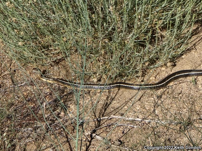 California Striped Racer (Coluber lateralis lateralis)