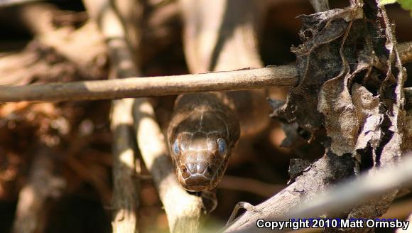 Northern Watersnake (Nerodia sipedon sipedon)