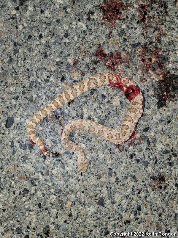 Panamint Rattlesnake (Crotalus stephensi)