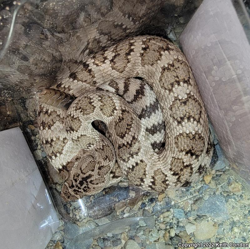 Great Basin Rattlesnake (Crotalus oreganus lutosus)