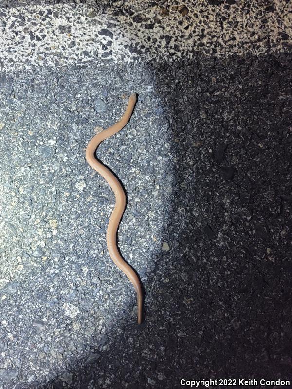 Northern Rubber Boa (Charina bottae)