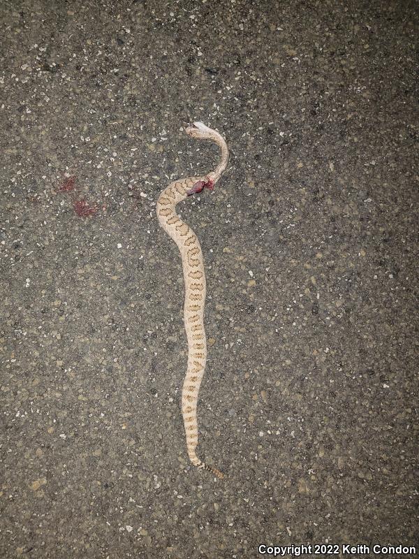 Great Basin Rattlesnake (Crotalus oreganus lutosus)