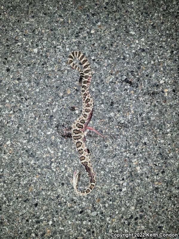 Great Basin Rattlesnake (Crotalus oreganus lutosus)