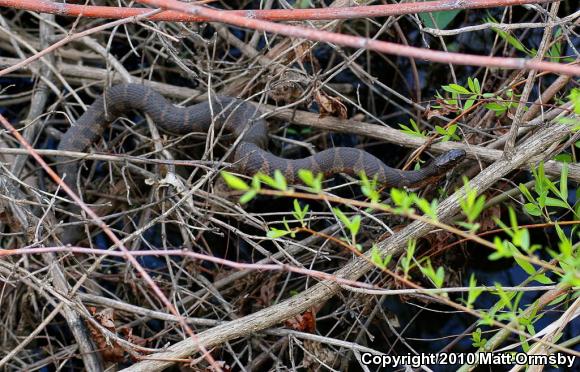 Northern Watersnake (Nerodia sipedon sipedon)