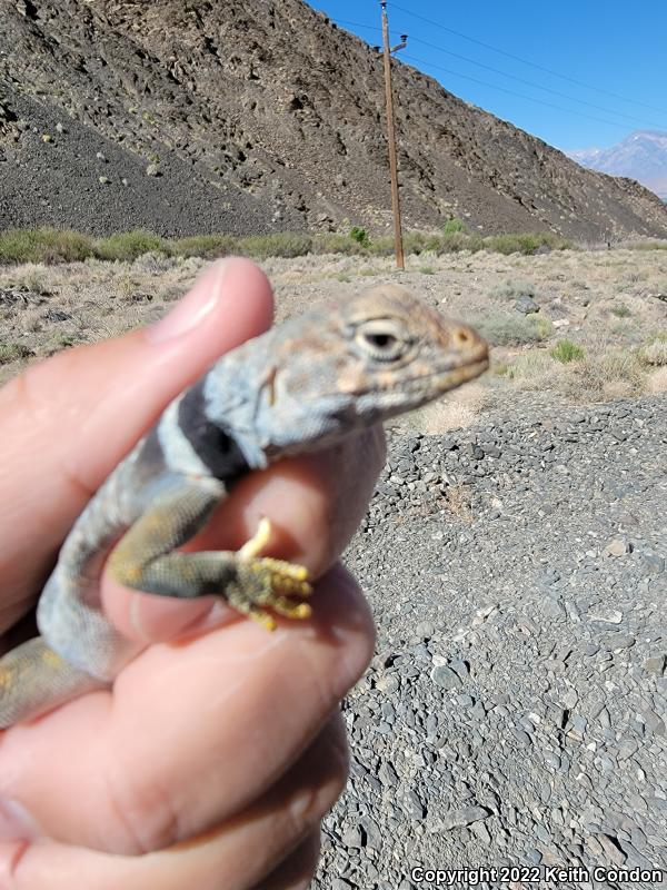 Great Basin Collared Lizard (Crotaphytus bicinctores)