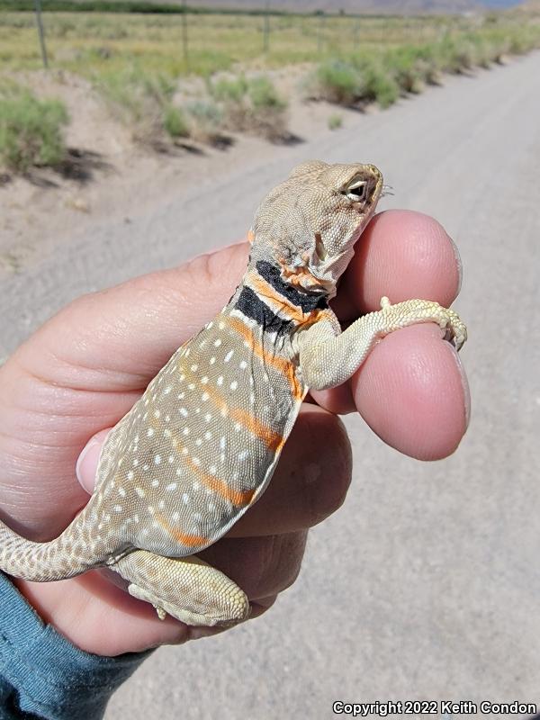 Great Basin Collared Lizard (Crotaphytus bicinctores)