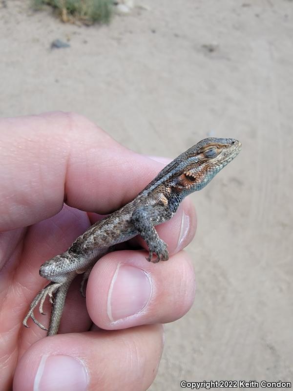 Northern Sagebrush Lizard (Sceloporus graciosus graciosus)