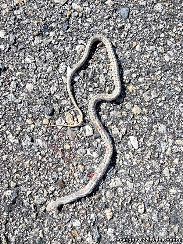 Mojave Patch-nosed Snake (Salvadora hexalepis mojavensis)