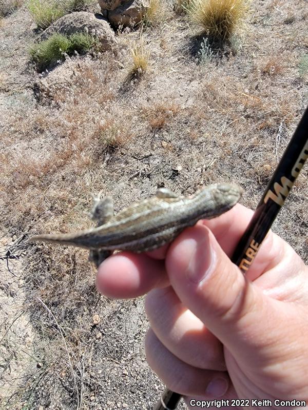 Northern Sagebrush Lizard (Sceloporus graciosus graciosus)