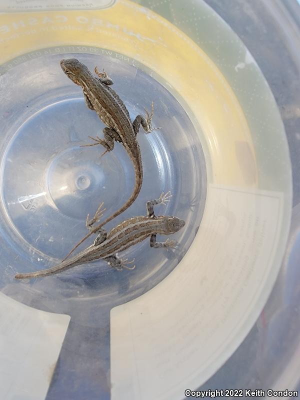 Northern Sagebrush Lizard (Sceloporus graciosus graciosus)