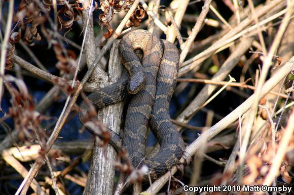 Northern Watersnake (Nerodia sipedon sipedon)