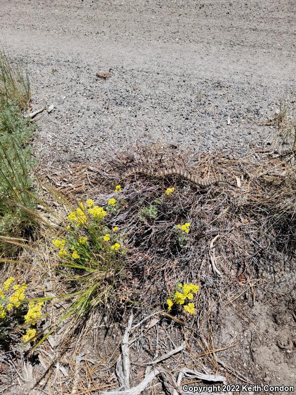 Great Basin Rattlesnake (Crotalus oreganus lutosus)