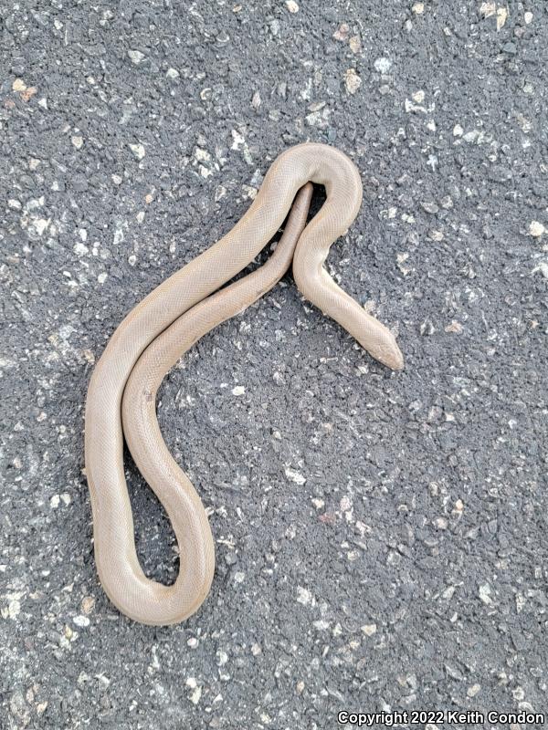 Northern Rubber Boa (Charina bottae)