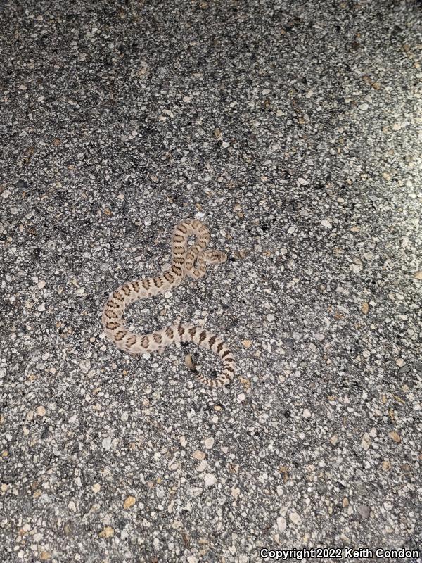 Great Basin Rattlesnake (Crotalus oreganus lutosus)