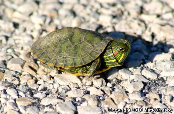 Red-eared Slider (Trachemys scripta elegans)