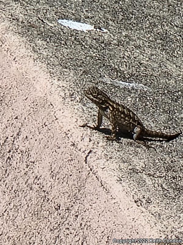 Great Basin Fence Lizard (Sceloporus occidentalis longipes)