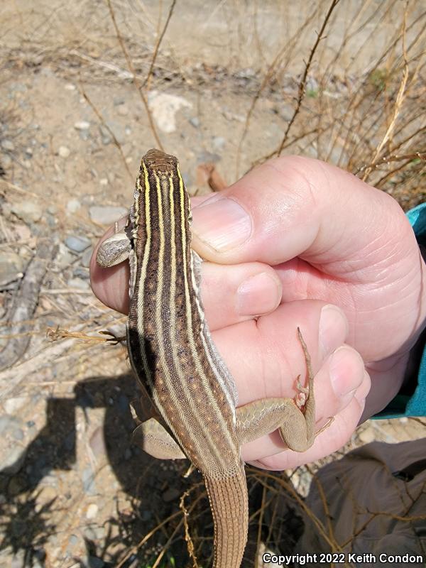 Sonoran Spotted Whiptail (Aspidoscelis sonorae)