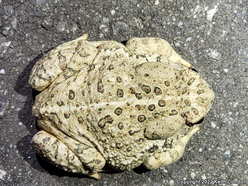 Woodhouse's Toad (Anaxyrus woodhousii)