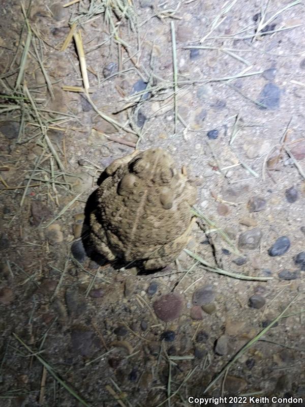 Woodhouse's Toad (Anaxyrus woodhousii)