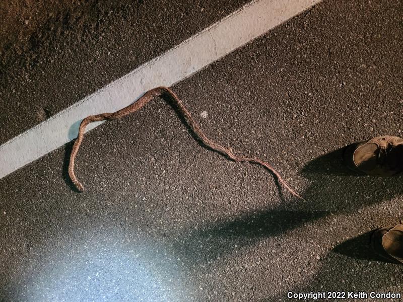 Red Racer (Coluber flagellum piceus)