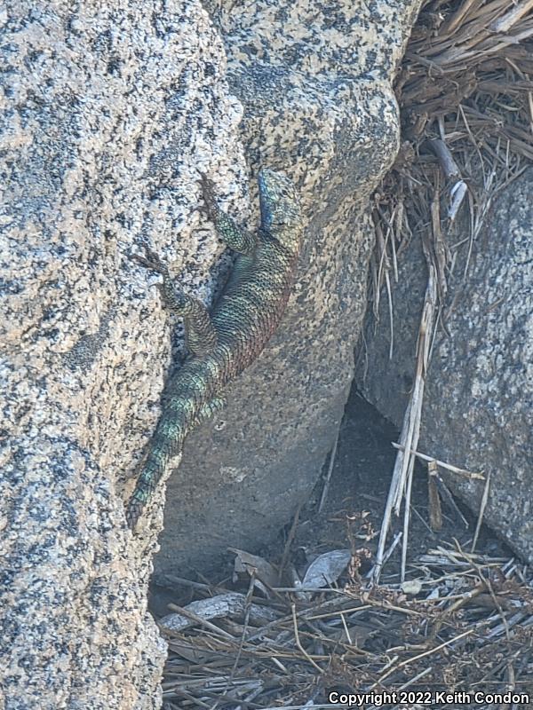 Granite Spiny Lizard (Sceloporus orcutti)