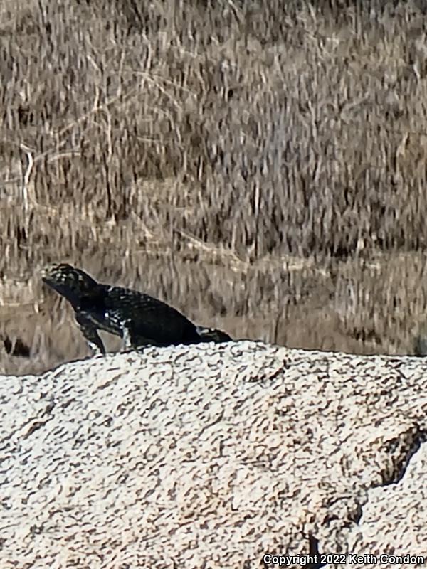 Granite Spiny Lizard (Sceloporus orcutti)