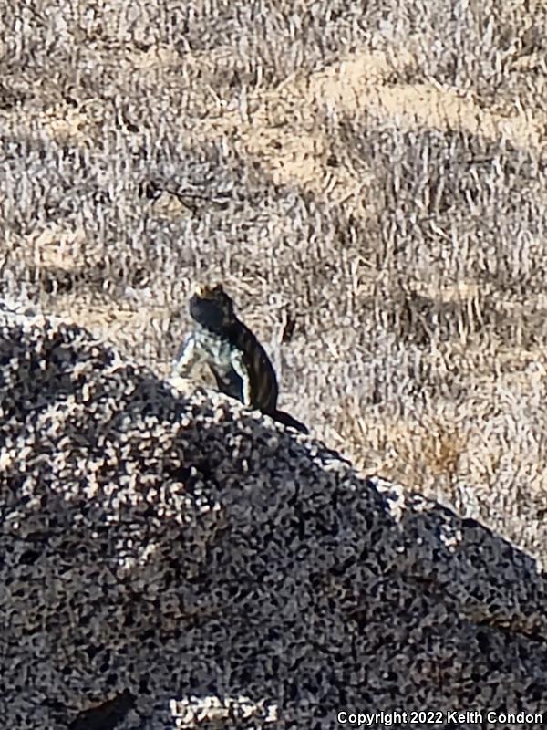 Granite Spiny Lizard (Sceloporus orcutti)