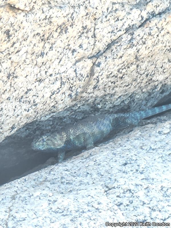 Granite Spiny Lizard (Sceloporus orcutti)