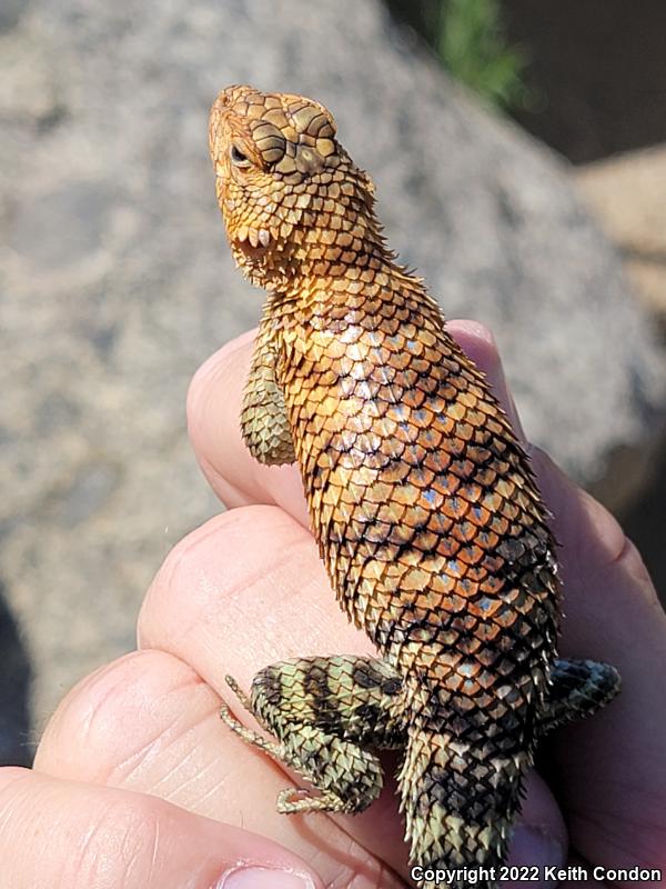 Granite Spiny Lizard (Sceloporus orcutti)