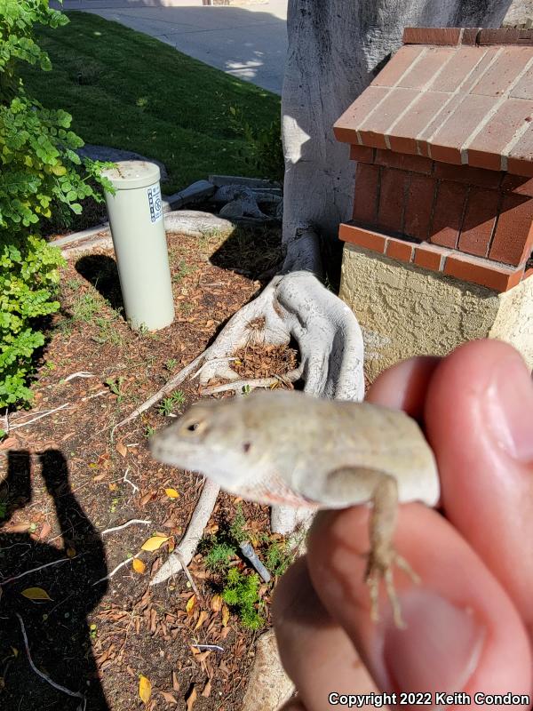 Cuban Brown Anole (Anolis sagrei sagrei)