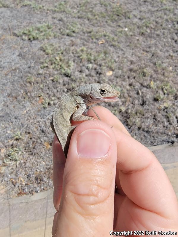 Cuban Brown Anole (Anolis sagrei sagrei)