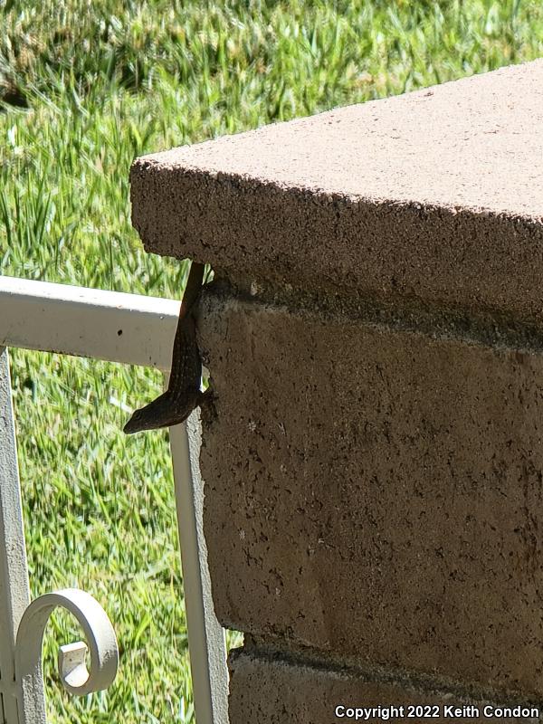 Cuban Brown Anole (Anolis sagrei sagrei)