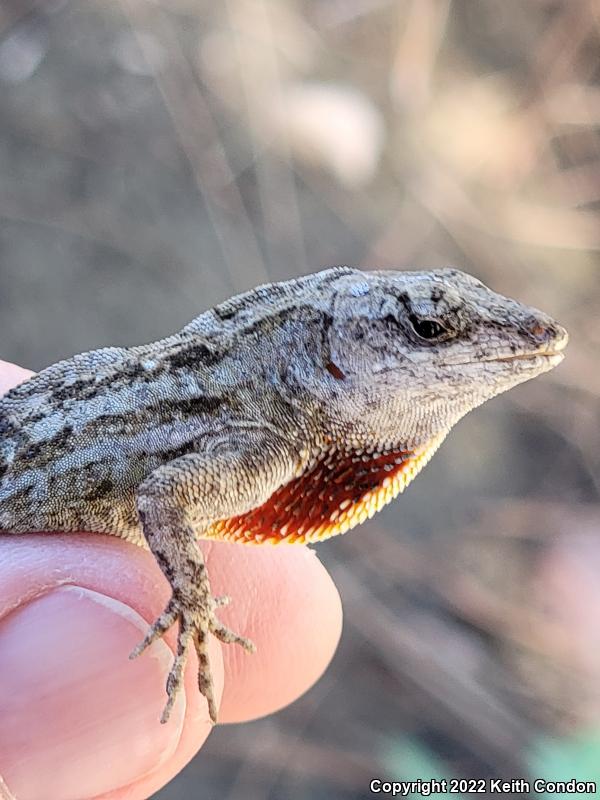 Cuban Brown Anole (Anolis sagrei sagrei)