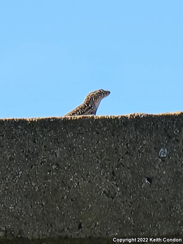 Cuban Brown Anole (Anolis sagrei sagrei)