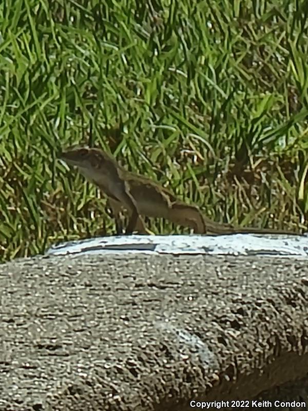 Cuban Brown Anole (Anolis sagrei sagrei)