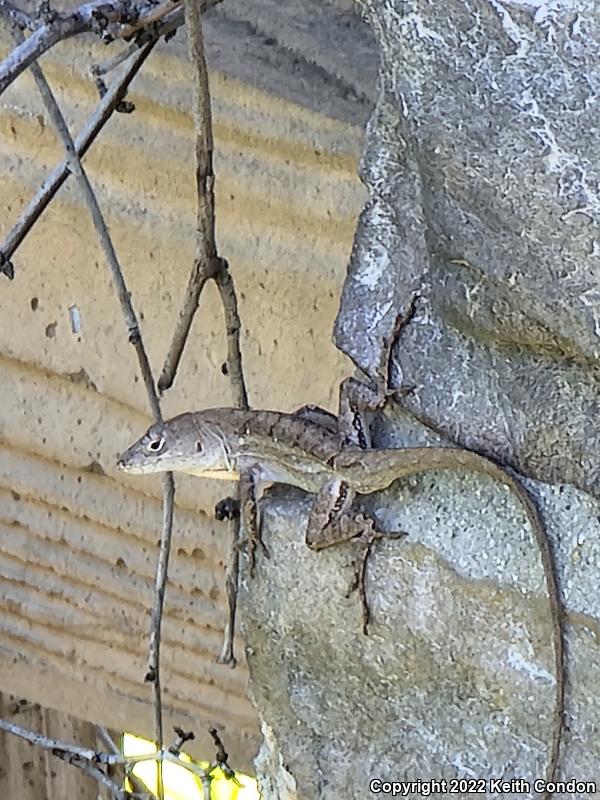 Cuban Brown Anole (Anolis sagrei sagrei)