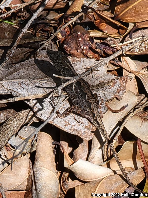 Cuban Brown Anole (Anolis sagrei sagrei)