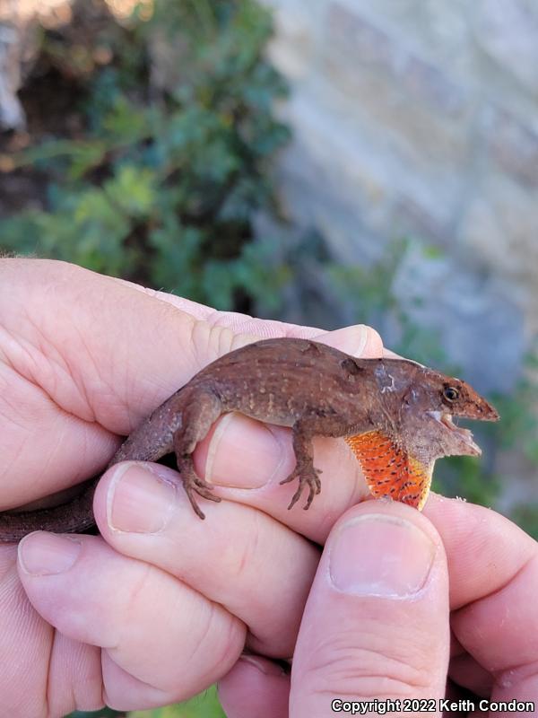 Cuban Brown Anole (Anolis sagrei sagrei)