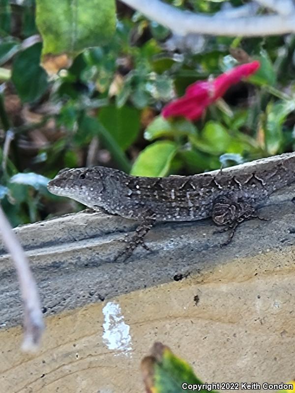 Cuban Brown Anole (Anolis sagrei sagrei)