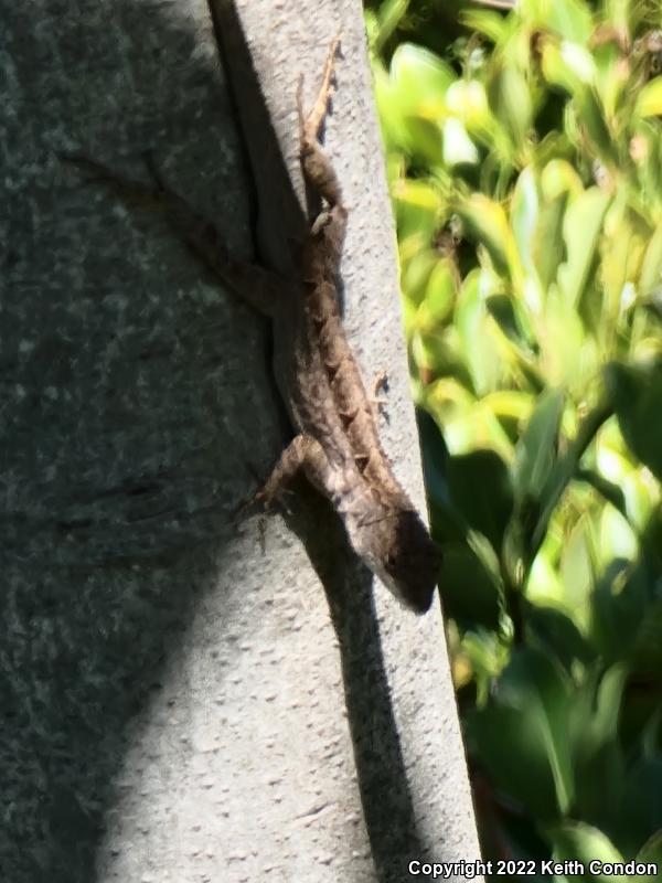 Cuban Brown Anole (Anolis sagrei sagrei)