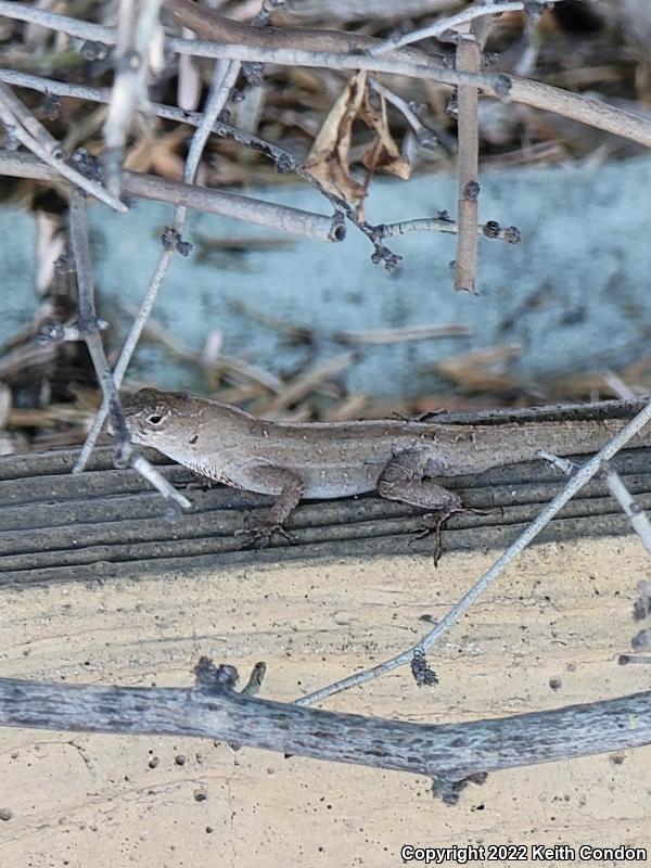 Cuban Brown Anole (Anolis sagrei sagrei)